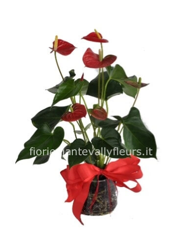 Anthurium medio