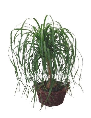 Pianta di beucarnea altezza 60 cm- diam vaso 18