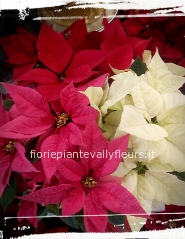 Stella Di Natale 3 colori 