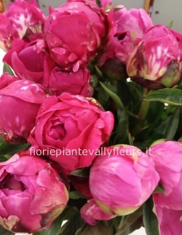 Peonie miste
