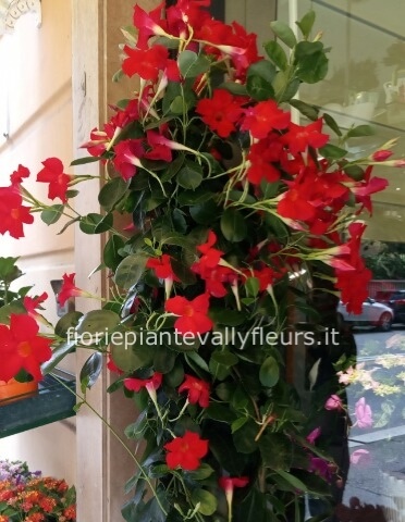 Dipladenia sundevilla