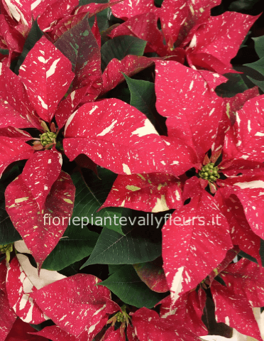 Stella di Natale glitter