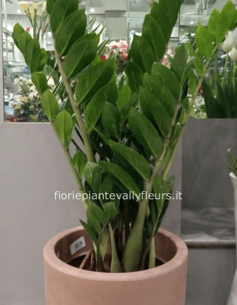Zamioculcas media