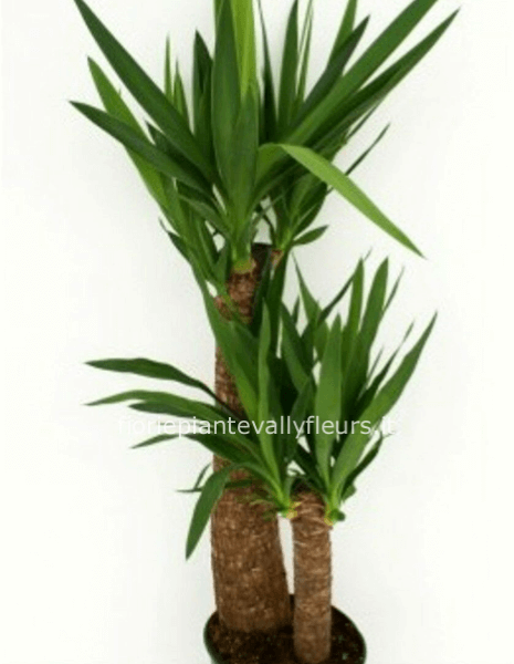 yucca