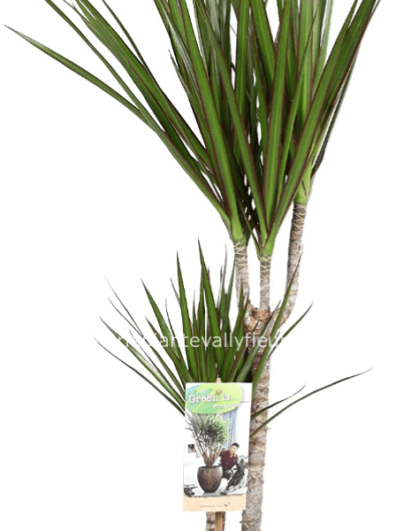 Dracena marginata
