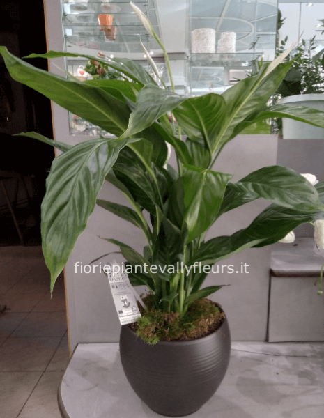 Spathifillum con vaso in ceramica