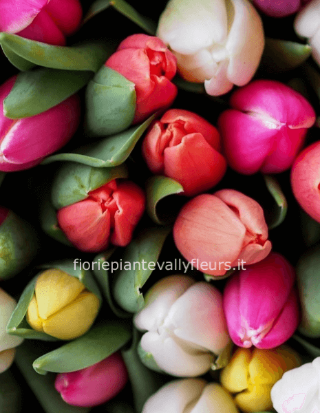 Bouquet di tulipani misti base