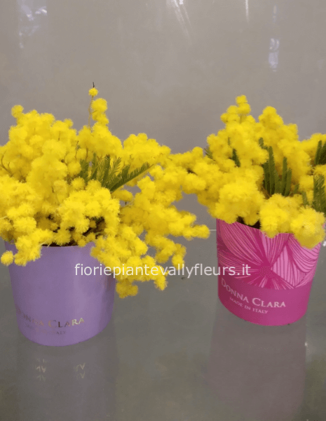 Mimosa in vasetto colorato