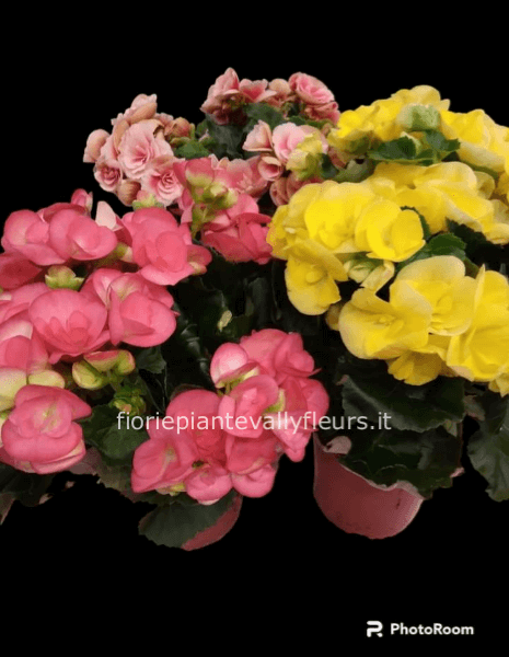 Pianta di begonia