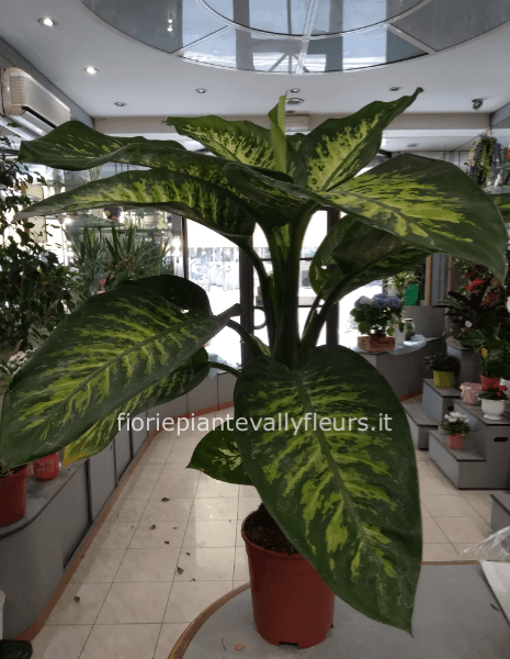 Dieffenbachia tropic