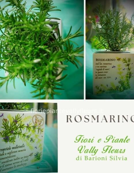 Pianta di rosmarino in vaso di ceramica